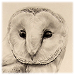 owl drawing